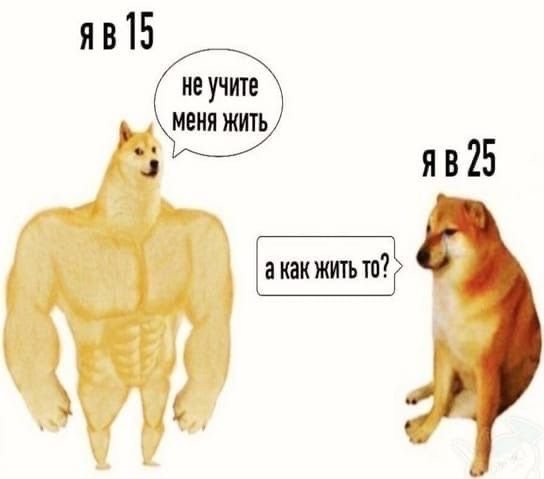 Собака бита Мем