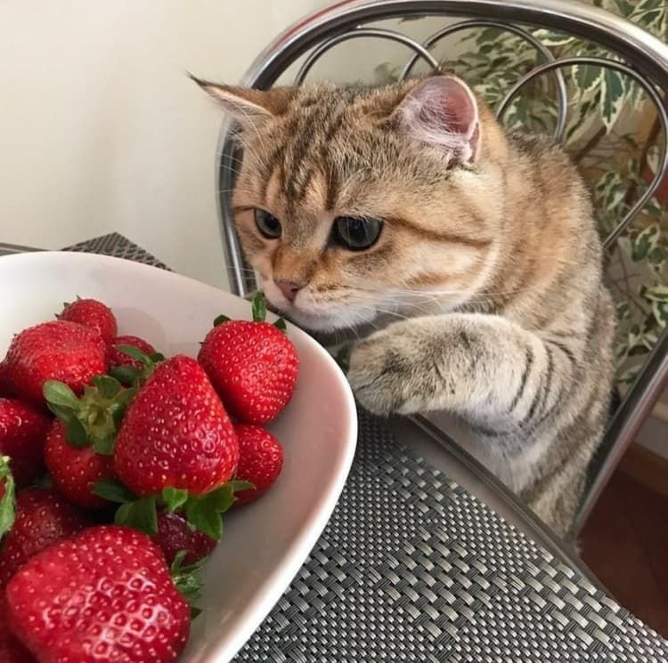 Кот клубника