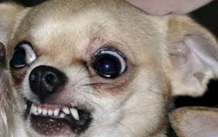 Чихуахуа Хуа злая