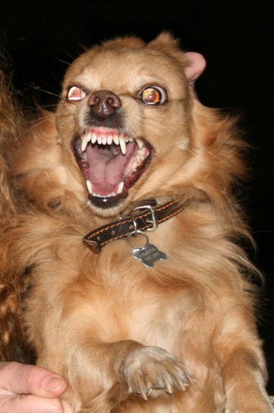 Маленькая злая собачка