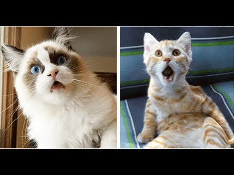 Коты эмоции