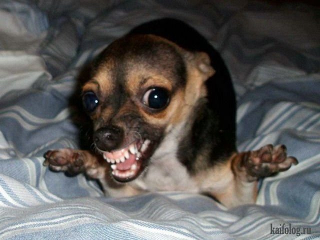 Маленькая злая собака