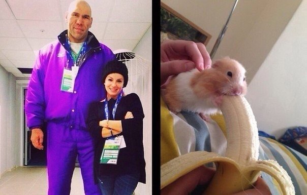 Хомяк и банан