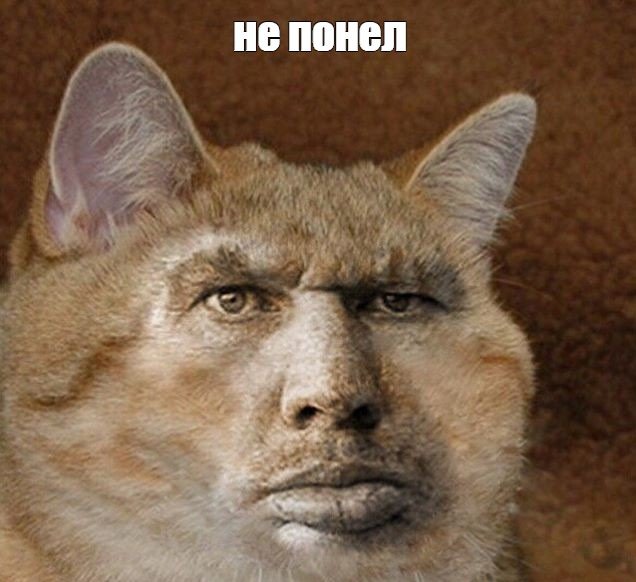 ВАЛАКАС кот