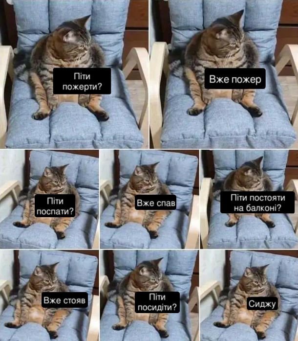 Котики смешные мемы