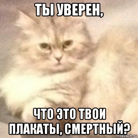 Уверенный кот Мем