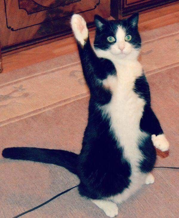 Котик приветствует