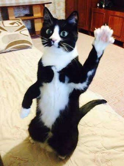 Кот приветствует