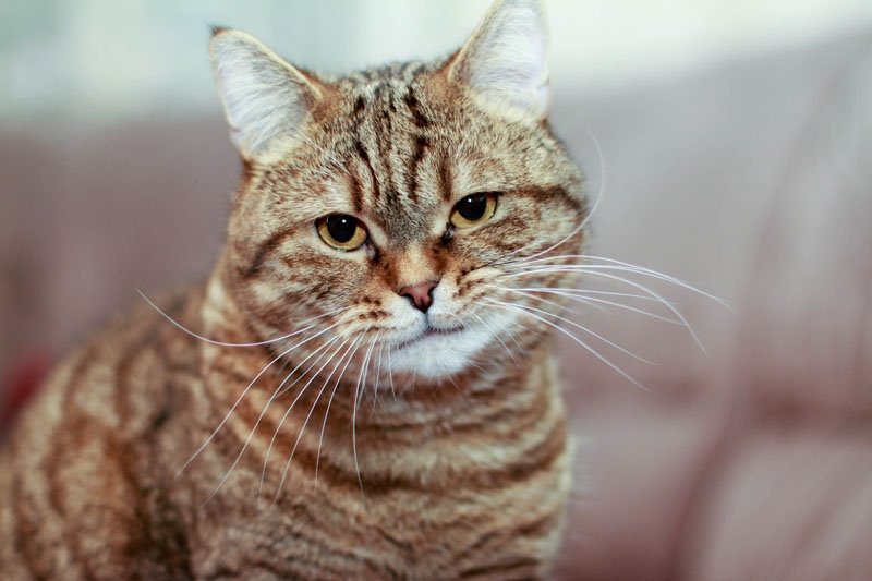 Котик ухмыляется