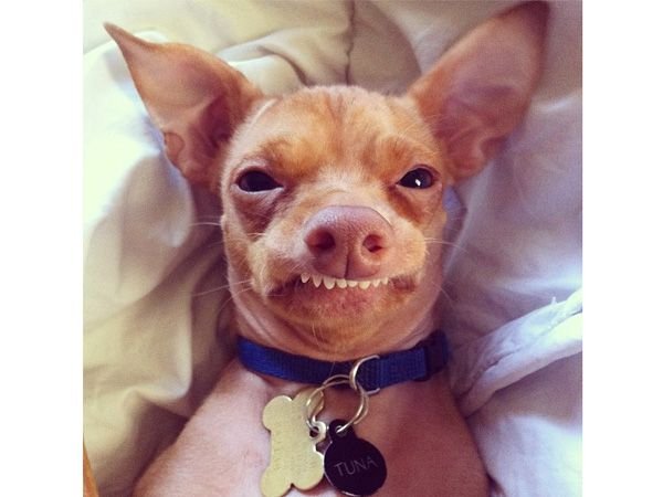 Злая чихуа чихуахуа