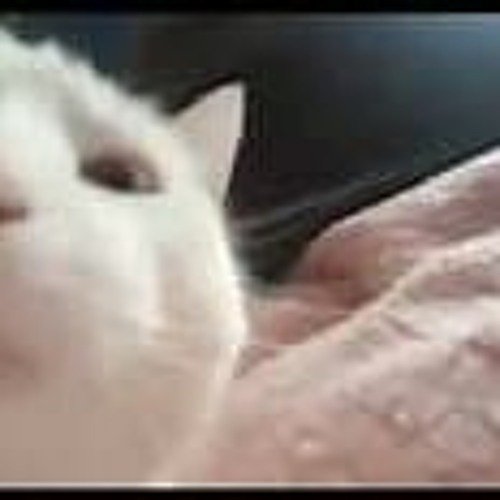 Белый кот трясёт головой