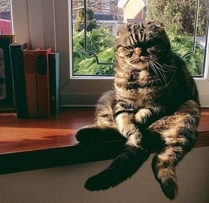 Грустный кот сидит