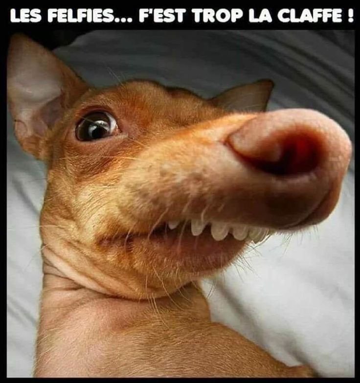 Смешные собаки