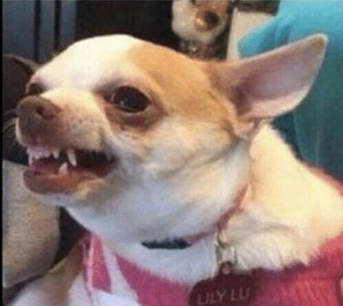 Маленькая злая собачка