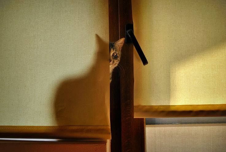 Кот выглядывает из-за угла
