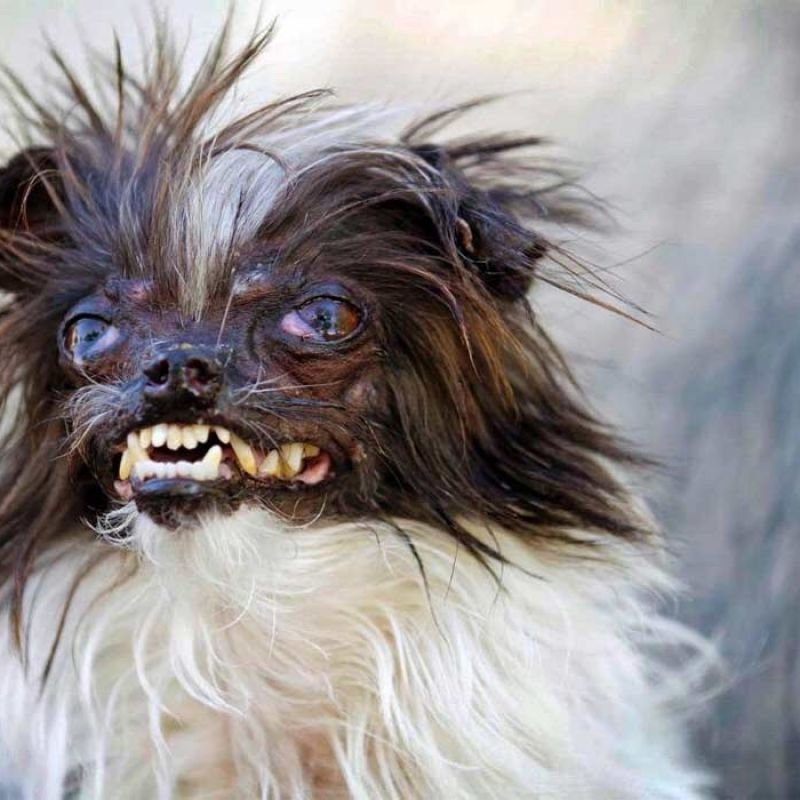 Мексиканская хохлатая уродливая