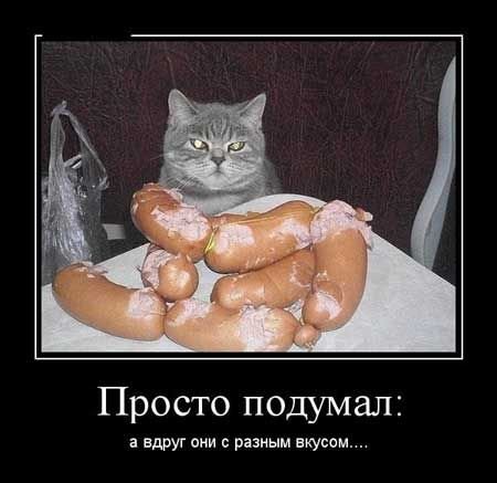 Кот и колбаса