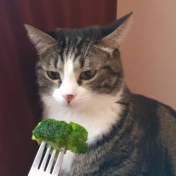 Котенок и брокколи