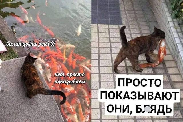 Мем про кота и рыбу