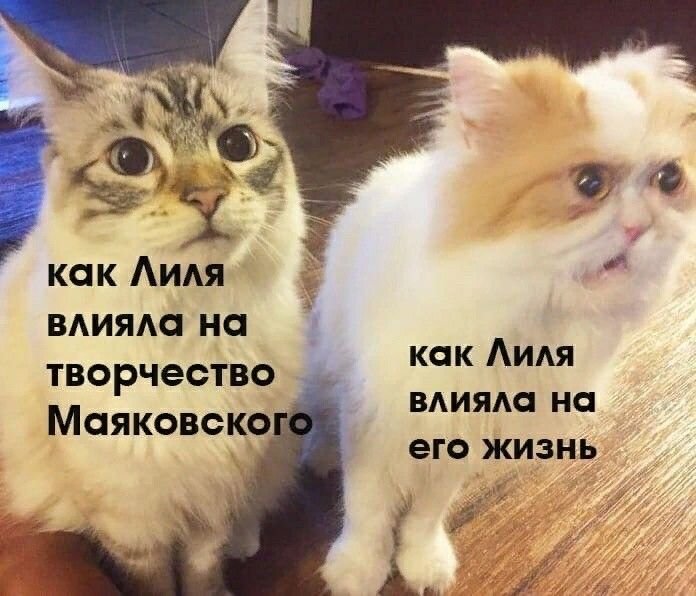 Мемы про котиков