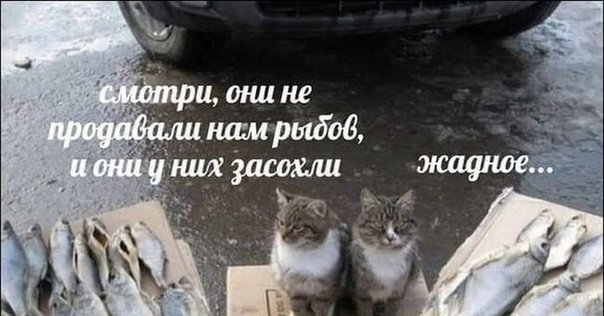 Котики Рыбов продаете