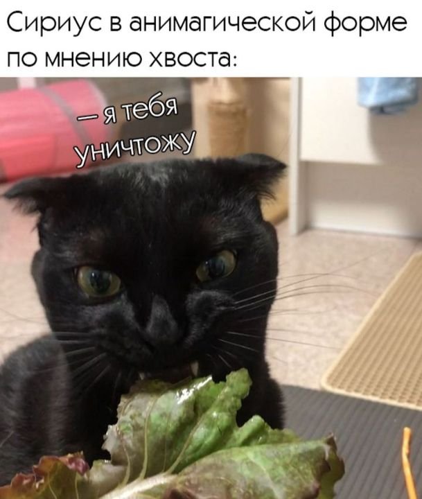 Салатный кот