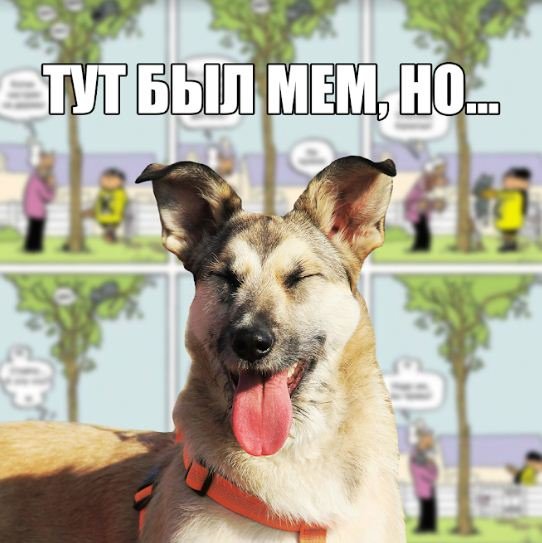 Мемы с собаками с надписями