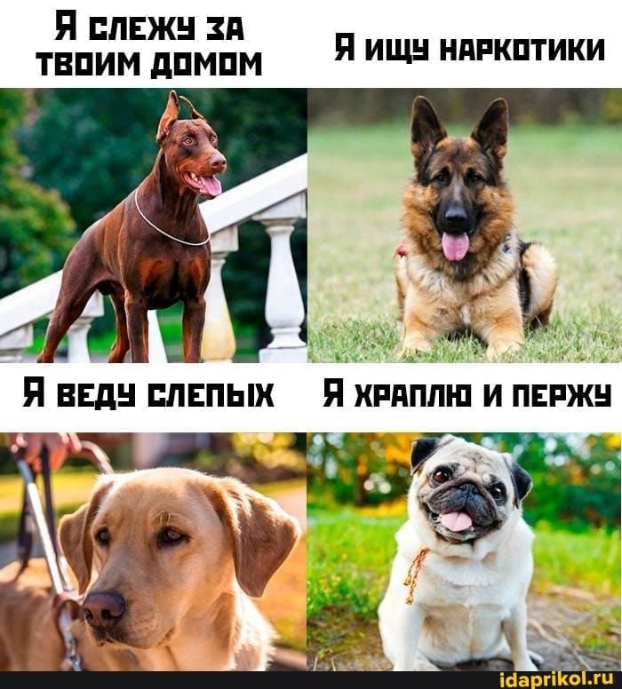 Смешные собаки мемы