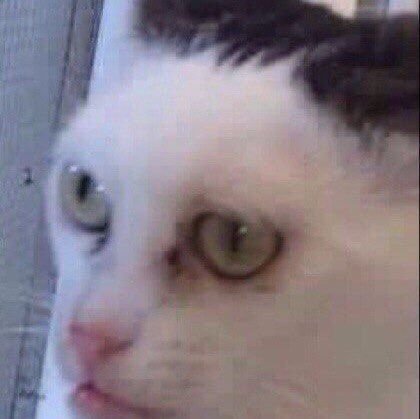 Кот с каменным лицом