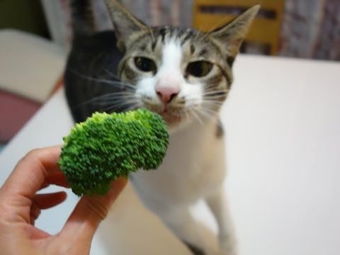 Кошка и брокколи