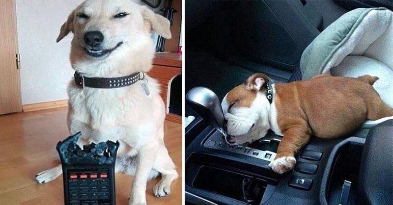 Собака сгрызла пульт