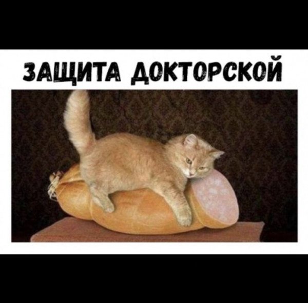 Защитил докторскую кот