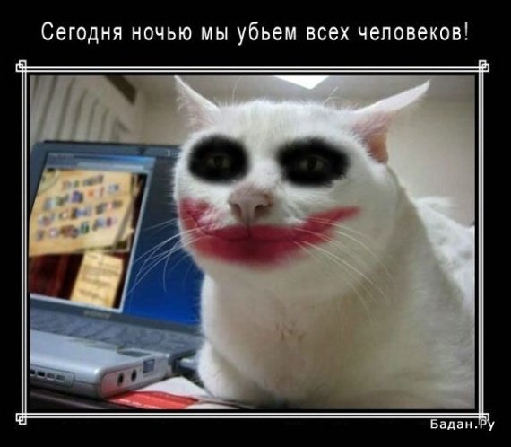 Котенок джокер
