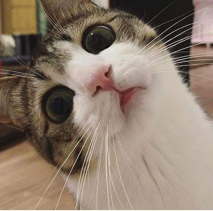 Смешные кошачьи морды