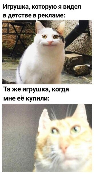 Аче всмысле Мем кот