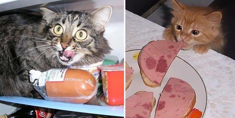 Кот ворует еду