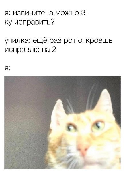 Всмысле Мем кот