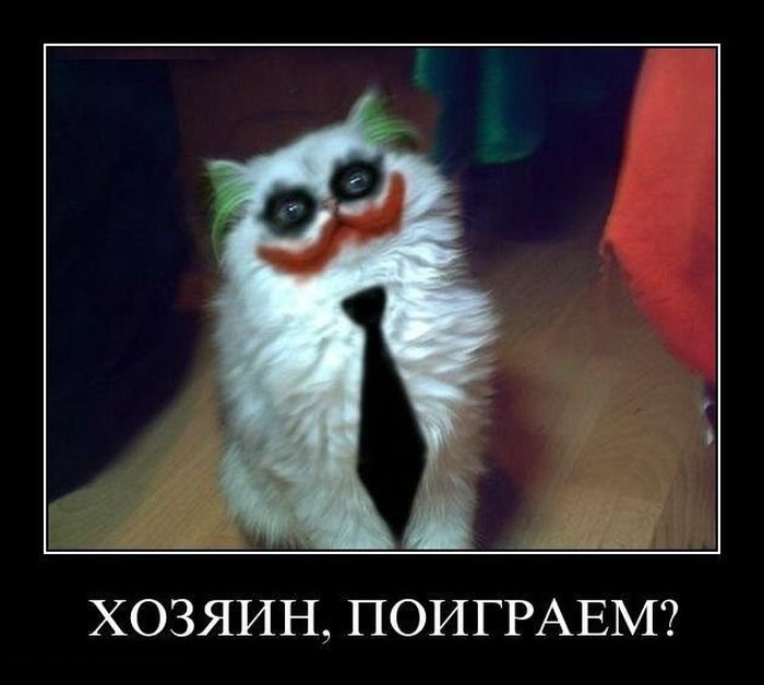 Котенок джокер