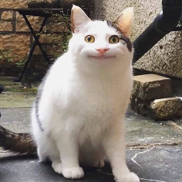 Мемы с котиками