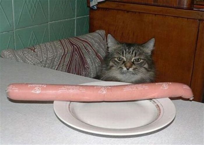 Котик сосиска