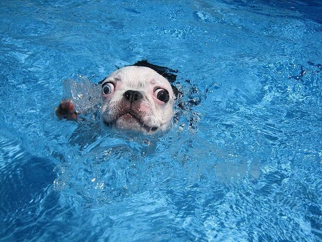 Собаки умеют плавать