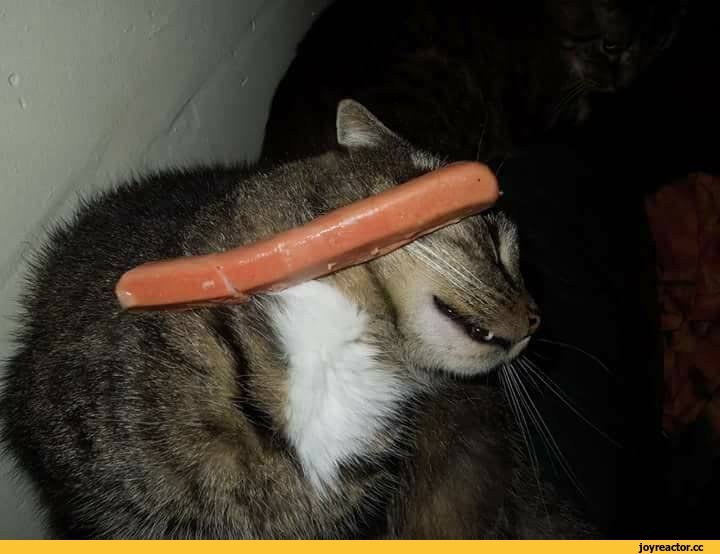 Кот ест сосиску