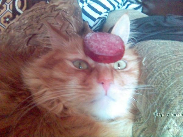 Колбаса для кошек