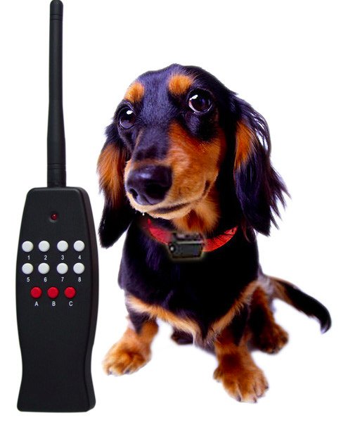 Собака с пультом