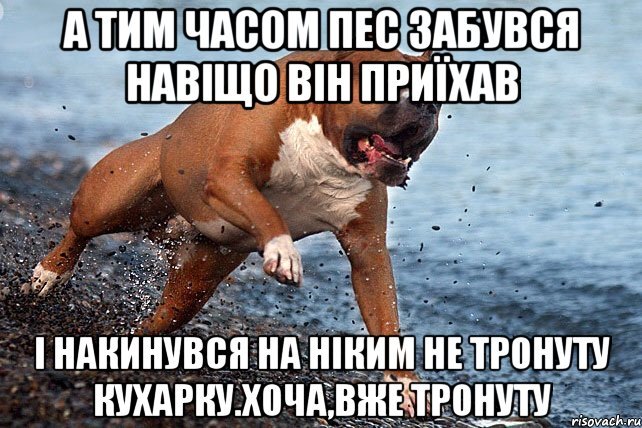 Мемы с собаками с надписями