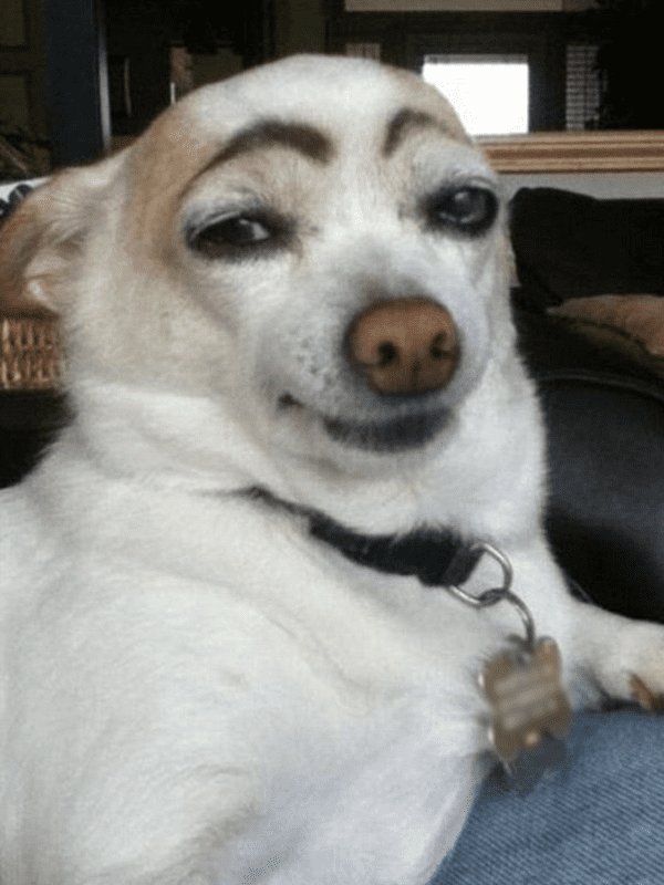 Собака с бровбровями