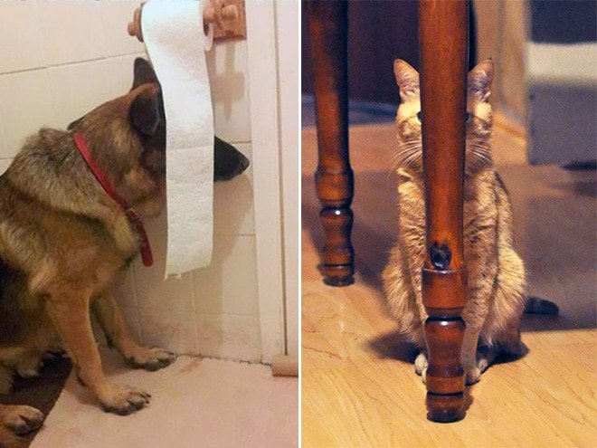 Пёс спрятался