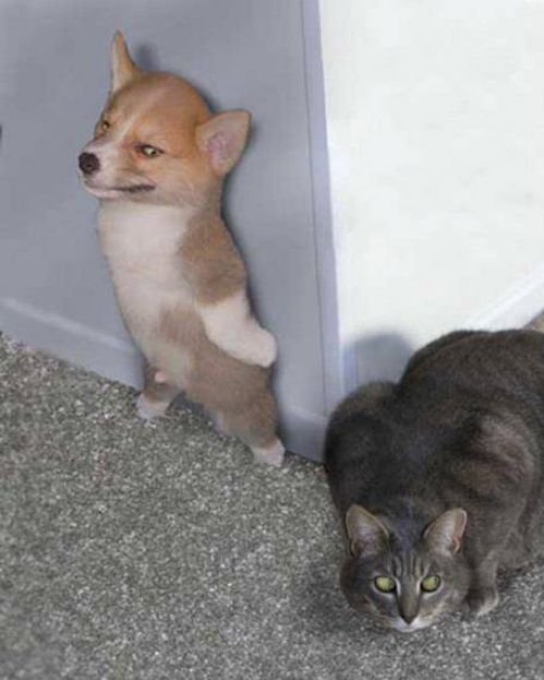 Кот прячется от собак