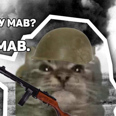 Кот на войне Мем