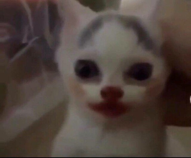 Кот из мема появился в зоне черный сталкер